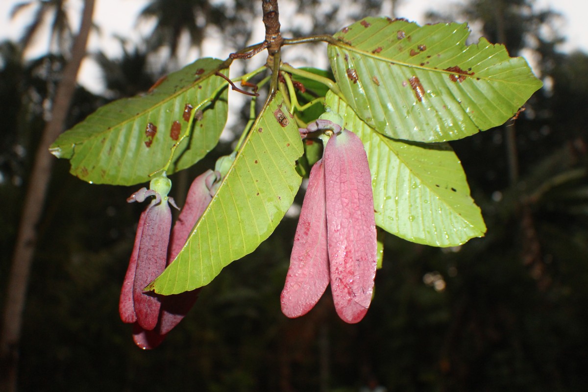 Dipterocarpus zeylanicus Thwaites